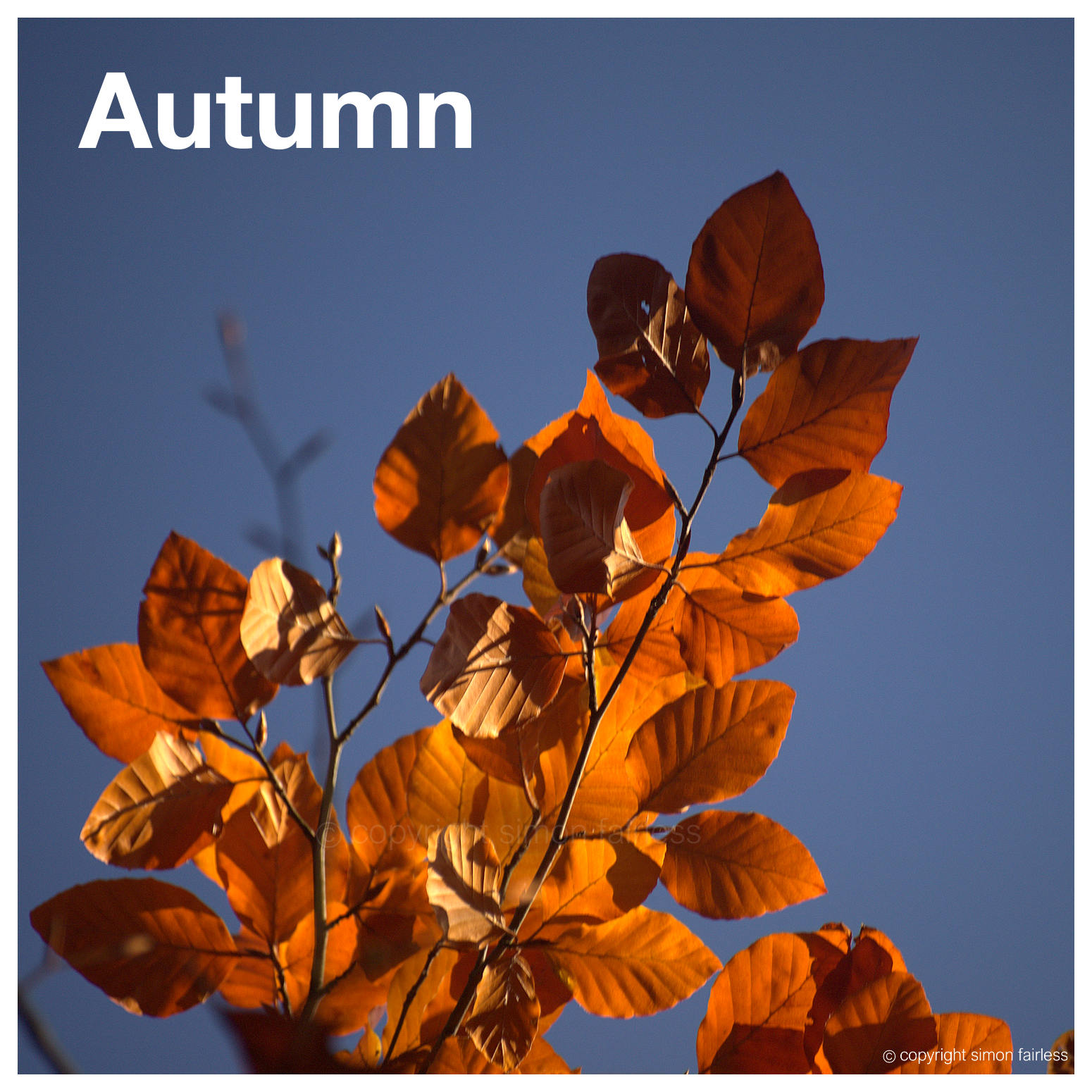 Autumn - Fall Image Gallery