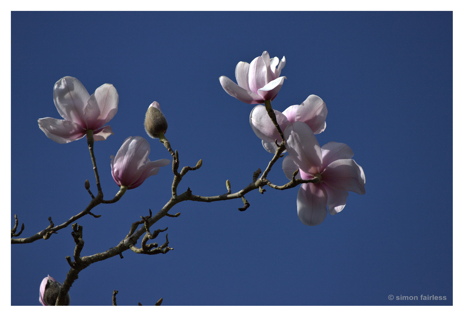 Floral Image of Magnolia blossom