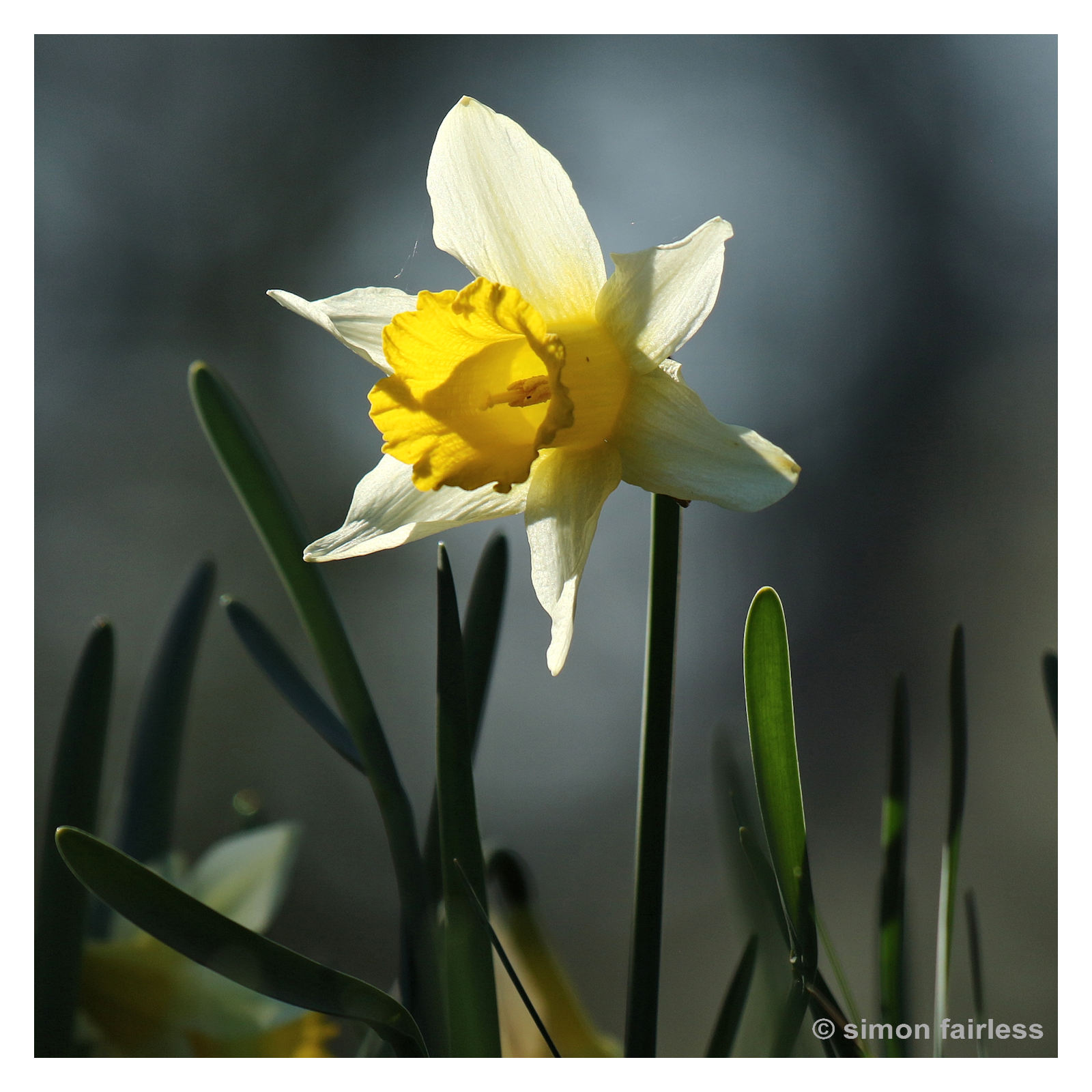 Floral Image of daffodil