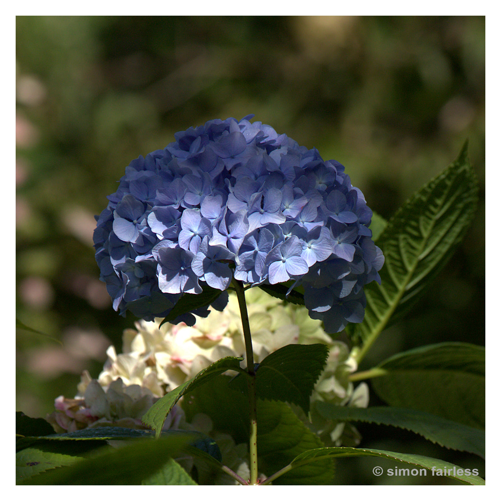 Floral Image of hydrangea flower